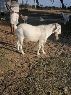 Big Savannah goat (inkabi) for sale
