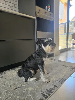 1.5 year old Miniature Schnauzer
