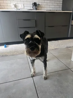 1.5 year old Miniature Schnauzer