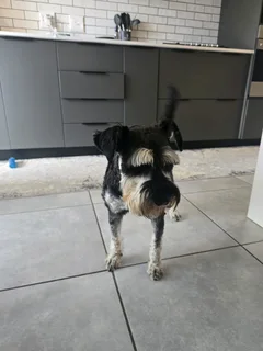 1.5 year old Miniature Schnauzer