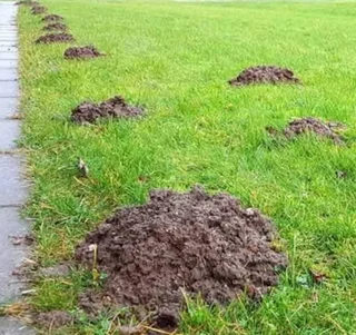 Moles Eradication & Pest Control Services In Cape Town Area
