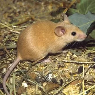 Mice &amp; Rats Eradication Services