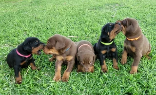 Doberman Large Breed