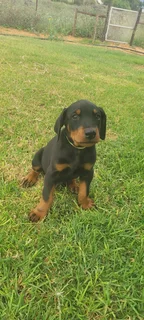 Doberman Large Breed