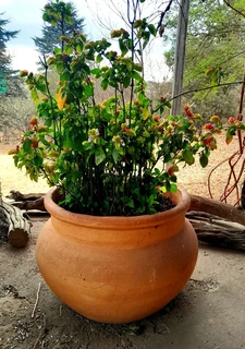 Ceramic pot with plant