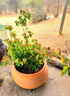 Ceramic pot with plant