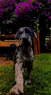 Great Dane Puppies