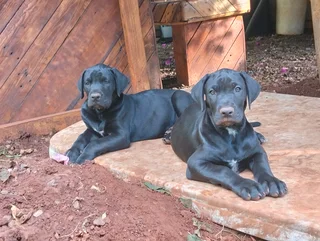 Great Dane Puppies