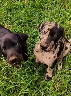 Great Dane Puppies