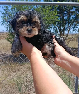 Morkshire terrior