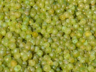 Demo Pellenc Optimum 695L Selective Process 2 Grape Harvester