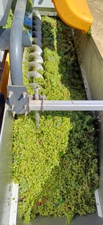 New GL60 Pull Type Grape Harvester with leafe sorter