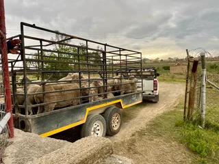 Livestock trailer