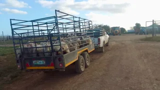 Livestock trailer