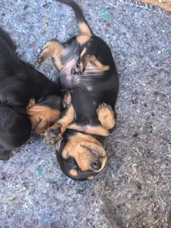 Worshondjies/Daschund - Ad posted by Carien Bester