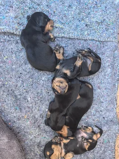 Worshondjies/Daschund - Ad posted by Carien Bester