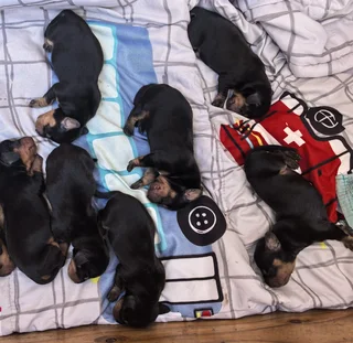 Worshondjies/Daschund - Ad posted by Carien Bester