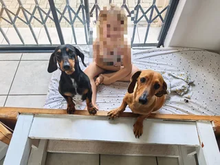 Worshondjies/Daschund - Ad posted by Carien Bester