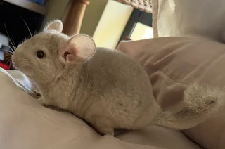 Chinchilla kit - Female