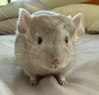 Chinchilla kit - Female