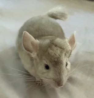 Chinchilla kit - Female