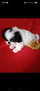 Beautiful Male Pekingese Puppies