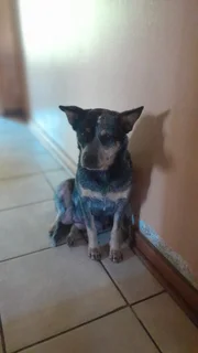 Australian cattle dog x border collie puppys