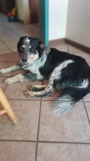 Australian cattle dog x border collie puppys