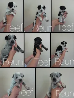 Australian cattle dog x border collie puppys