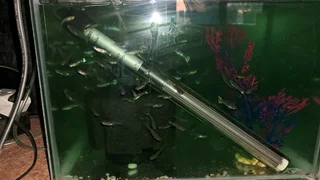 Guppies for sale