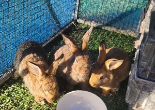 Flemish giant rabbit