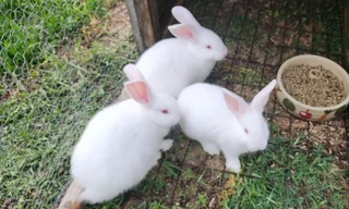 New Zealand Rabbits