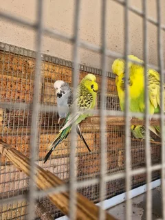 Show Budgies