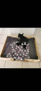 Wooden New born puppies Pan/dog bed. R350