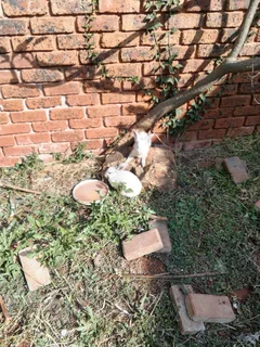 Baby Rabbits For Sale