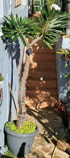 Madagascan Palm (Pachypodium lamerei)