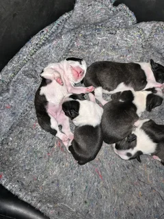 Boston Terrier Puppies