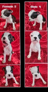 Boston Terrier Puppies