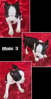 Boston Terrier Puppies