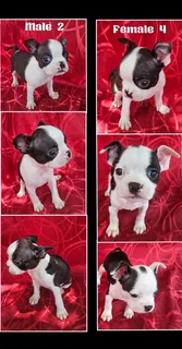 Boston Terrier Puppies