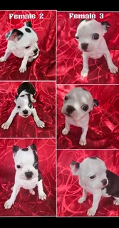 Boston Terrier Puppies