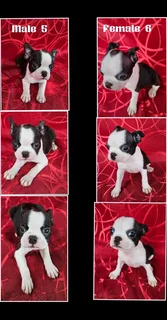 Boston Terrier Puppies