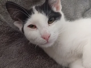 kittens - Ad posted by Jon Groves