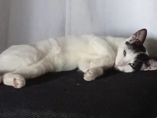 snowy kitten - seeks home