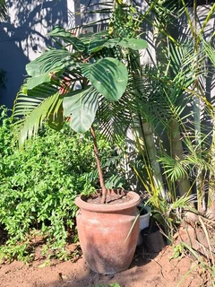 Large ceramic pot with or without ficus 58cm h x 52cm w