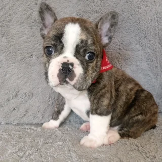 Registered Frenchton Puppy (Registered French Bulldog X Registered Boston Terrier)