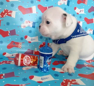 Registered Frenchton (Boston Terrier/French Bulldog)