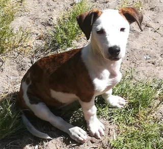 Adorable Jack Russell terrier / Dachshund / Collie mixed breed female puppy - 3 months old