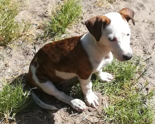 Adorable Jack Russell terrier / Dachshund / Collie mixed breed female puppy - 15 weeks