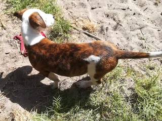 Adorable Jack Russell terrier / Dachshund / Collie mixed breed female puppy - 15 weeks